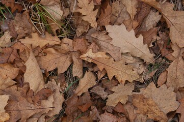 Close-up of dry oak leaves on the forest floor creating a textured autumn background with warm earthy tones