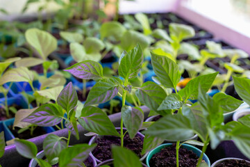 Fresh beautiful seedlings in pots under lighting. Young green sprout. New harvest. Locally grown. Selective focus