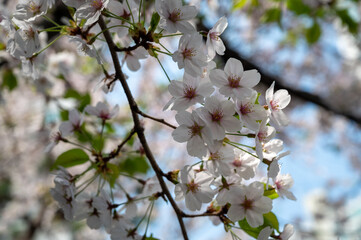 cherry blossom in spring 봄의 벚꽃