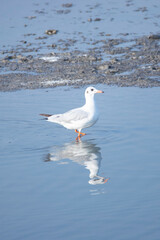 Seagull wander around looking for food in a lake