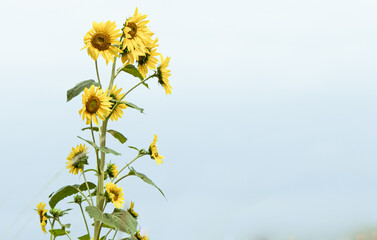 Girasoles