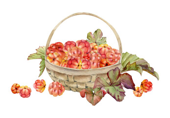 Cloudberry raspberry with leaves in weaved basket, hand drawn in watercolor, red ripe picked Scandinavian forest berry harvest. Isolated illustration. Restaurant cafe menu, recipe book, farmers market