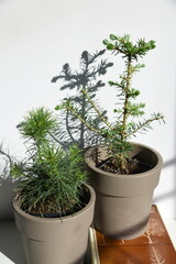 Conifer plant in pot. Abies koreana young tree. Potted christmas tree concept. Сoniferous plant seedling