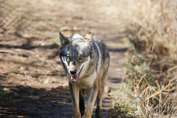 こちらに向かって歩いて来るオオカミ