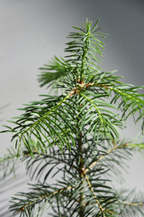 Conifer plant in pot. Abies konkolor or fir young tree. Potted christmas tree concept. Сoniferous plant seedling indoor