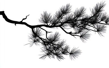 Silhouette Pine Branch Illustration on White Background for Design Projects