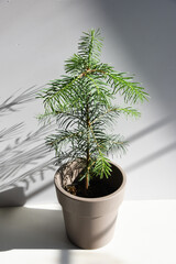 Conifer plant in pot. Abies konkolor or fir young tree. Potted christmas tree concept. Сoniferous plant seedling indoor