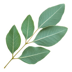 Obraz premium branch with five green leaves on transparency background