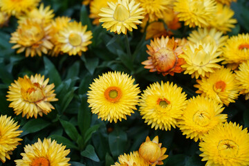 yellow paper daisies flower in bloom