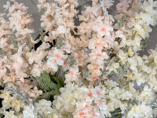 Close up of pink and white snap dragon flowers. Floral snap dragon decorative flower seamless background texture.