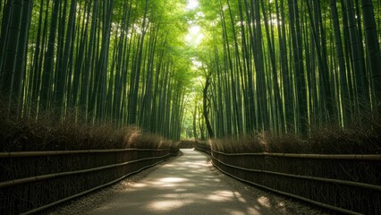 Obraz premium Bamboo forest in Japan features a serene path illuminated by sunlight Ideal for eco tourism and mindfulness activities