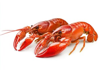 Two Red Crawfish Isolated on White Background Ready to Be Cooked