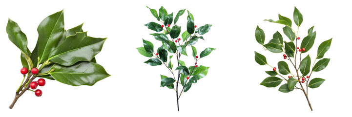 Fresh holly leaves with red berries isolated on transparency background