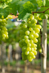 Green grapes hanging on a bus. Bunch of green grapes hanging on grapes bush in a vineyard. Close up view of bunch green grapes hanging in garde