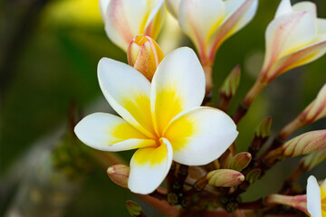 White Frangipani flower Plumeria alba with green leaves