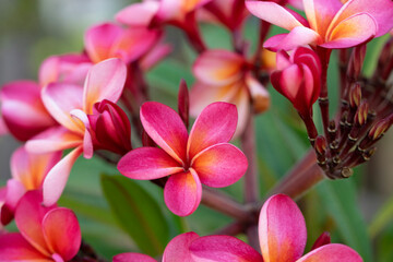 Plumeria Rubra. Frangipani flower Plumeria alba with green leaves