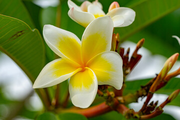 White Frangipani flower Plumeria alba with green leaves