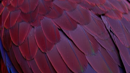 Naklejka premium Close up of Macaw feathers showcasing vibrant red colors Represents avian beauty and biodiversity