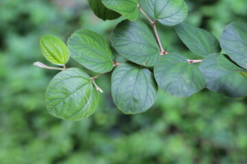 Bidara leaves (Zizyphus mauritiana) are leaves from the bidara tree which have many health benefits. The leaves are oval in shape, shiny green on top, and almost white underneath.