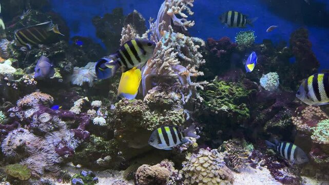 4k footage of fish aquarium seeing the activities of corals, reefs, and fishes swimming around. Various fish, blue tang, clown fish, zebra fish, and baby shark. Marine life and underwater sea life.