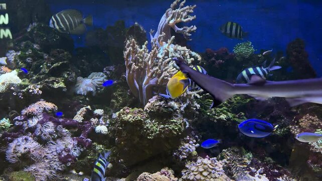 4k footage of fish aquarium seeing the activities of corals, reefs, and fishes swimming around. Various fish, blue tang, clown fish, zebra fish, and baby shark. Marine life and underwater sea life.