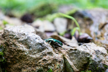 Beetle on rocks