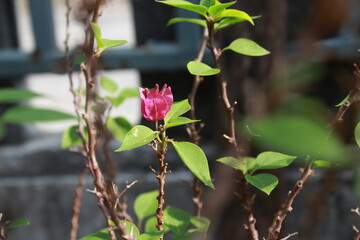 pink Flowers in a pot