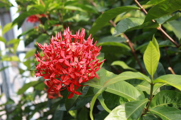 Red Ixora flower Blossoms bush green tree on nature background
