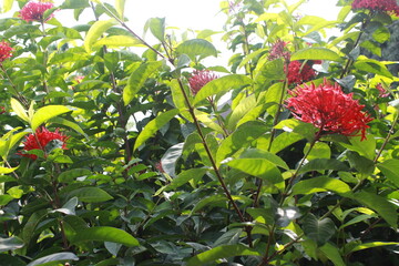 Red Ixora flower Blossoms bush green tree on nature background

