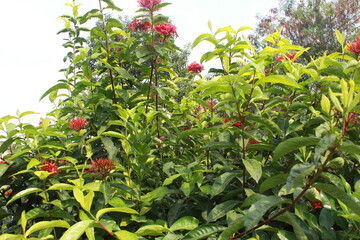 Red Ixora flower Blossoms bush green tree on nature background
