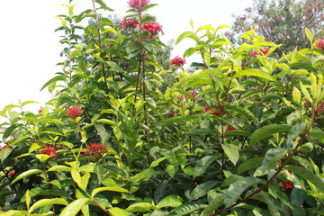 Red Ixora flower Blossoms bush green tree on nature background
