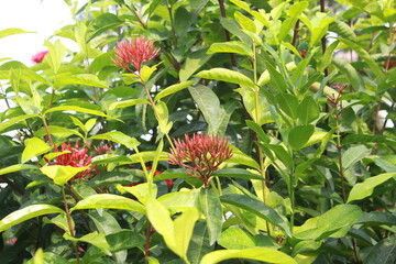 Red Ixora flower Blossoms bush green tree on nature background
