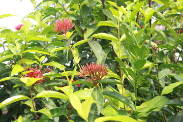 Red Ixora flower Blossoms bush green tree on nature background
