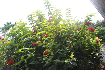 Red Ixora flower Blossoms bush green tree on nature background
