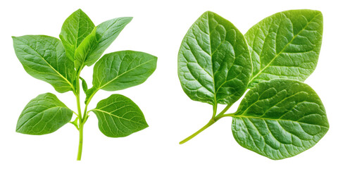 Naklejka premium Two vibrant green leaves with detailed veins on transparency background