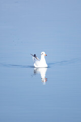 Seagull wander around looking for food in a lake