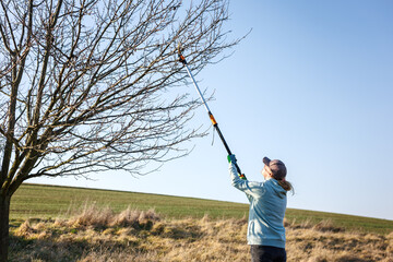 Gardener carefully pruning tree branches with long-handled loppers in spring. Woman using gardening...