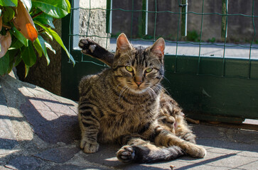 cat in the garden