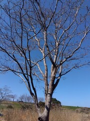 早春のハナミズキの枯れ木と青空風景