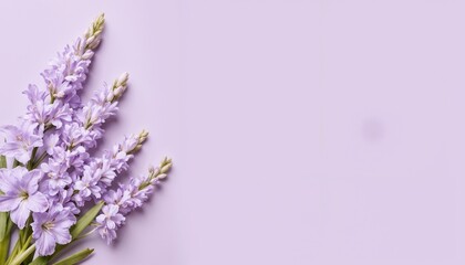 Obraz premium Lavender flowers on soft purple background, calming floral composition. 