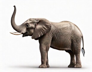 Obraz premium Majestic African Elephant: A Serene Portrait in Natural Light