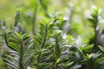 The centipede tree or centipede antidote tree (Euphorbia tithymaloides) is an ornamental plant that has leaves that resemble centipedes. The leaves are oval and pointed at the tip.