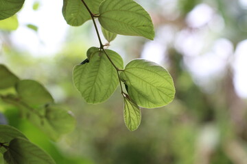 Bidara leaves (Zizyphus mauritiana) are leaves from the bidara tree which have many health benefits. The leaves are oval in shape, shiny green on top, and almost white underneath.