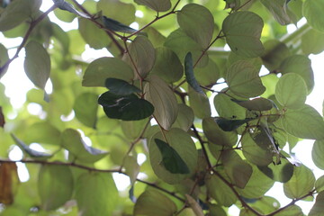 Bidara leaves (Zizyphus mauritiana) are leaves from the bidara tree which have many health benefits. The leaves are oval in shape, shiny green on top, and almost white underneath.