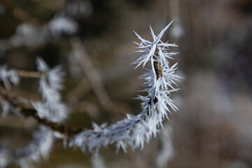 Frozen tree branches with ice crystals. Winter impression from Austria.