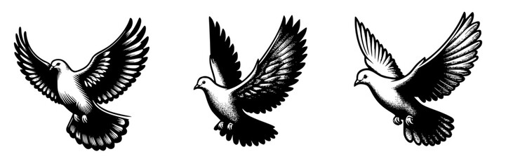 Obraz premium Three vector drawings of a flying dove. Black and white