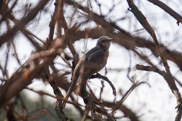 Close-up of a delicate songbird resting on a twig amidst a complex network of bare winter branches