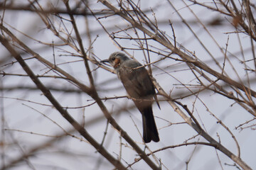 A brown crested bird perches on a bare branch against a soft, muted natural background, capturing a peaceful moment of avian life in its natural habitat