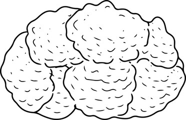 cauliflower hand drawn