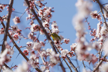 A light yellow green hued Japanese White-eye perches on a soft pink plum flower blossom hidden among thin branches of a budding plum tree. The white eye bird is enjoying early spring plum nectar.